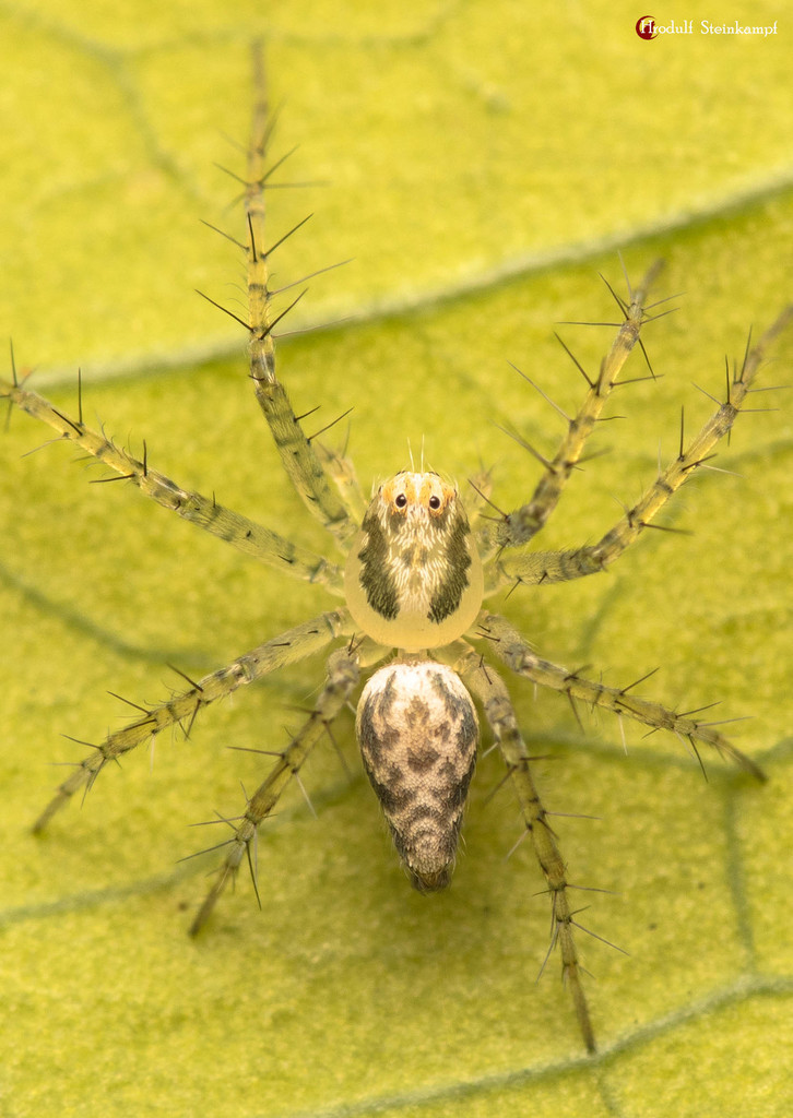 Oxyopes longispinosus