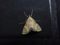 Eoophyla conjunctalis