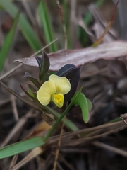 Polygala glaucoides glaucoides