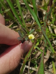 Polygala glaucoides glaucoides