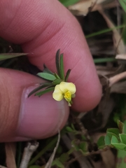 Polygala glaucoides glaucoides