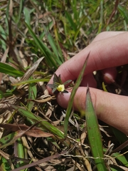 Polygala glaucoides glaucoides