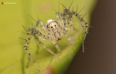 Oxyopes longispinosus