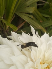 Campsomeriella collaris