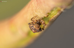 Phoroncidia