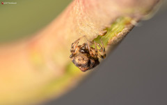 Phoroncidia