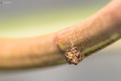 Phoroncidia