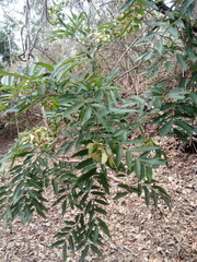 Thouinidium decandrum