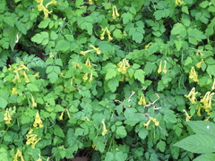 Corydalis pallida tenuis