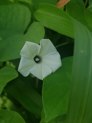 Morning Glory (Ipomoea obscura)
