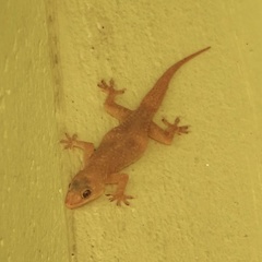 Hemidactylus murrayi