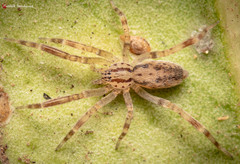 Voraptus affinis