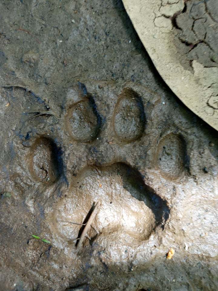 Panthera onca (Linnaeus, 1758)