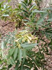 Thouinidium decandrum