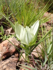 Colchicum striatum