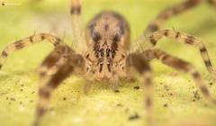 Voraptus affinis