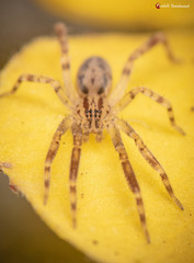 Voraptus affinis