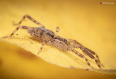 Voraptus affinis