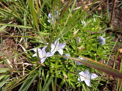 Craterocapsa tarsodes