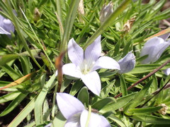 Craterocapsa tarsodes