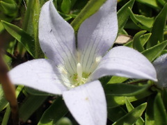 Craterocapsa tarsodes