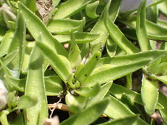 Craterocapsa tarsodes
