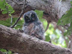 Ninox novaeseelandiae