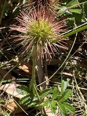 Acaena pallida