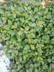 Sphagneticola trilobata