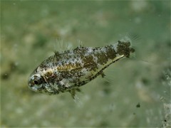 Siphamia corallicola