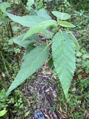 Acalypha nemorum