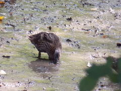 Anas platyrhynchos