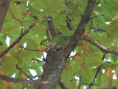 Myiopsitta monachus