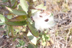 Gomphocarpus cancellatus