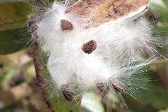 Gomphocarpus cancellatus