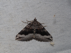 Scotopteryx coelinaria