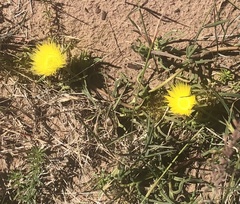 Conicosia pugioniformis