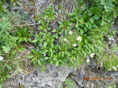 Campanula chamissonis