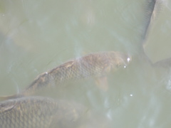 Cyprinus carpio