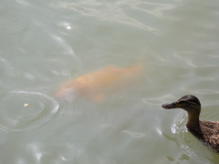 Anas platyrhynchos