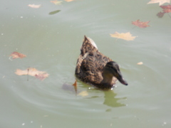 Anas platyrhynchos