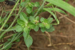 Alternanthera nana