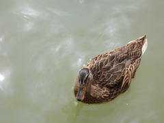 Anas platyrhynchos