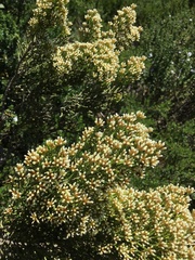 Ozothamnus cupressoides