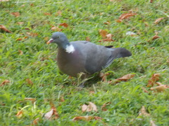 Columba palumbus