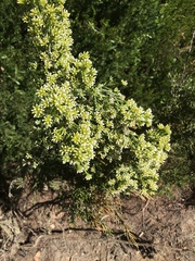 Ozothamnus cupressoides