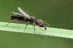 Odontomachus simillimus