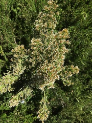 Ozothamnus cupressoides
