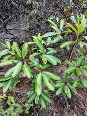 Daphniphyllum macropodum