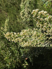 Ozothamnus cupressoides